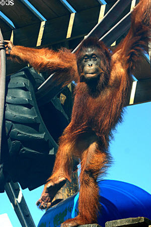 Orangutan at Parrot Jungle Island. Miami, FL.