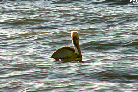 Pelican floats on the sea. FL.