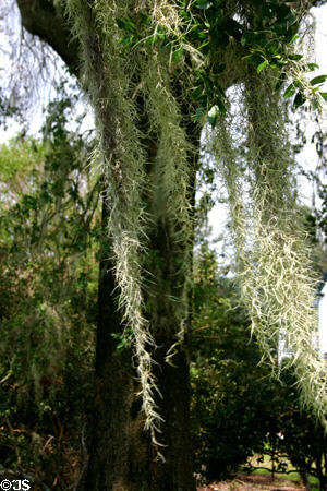 Spanish moss in Leu Gardens. Orlando, FL.