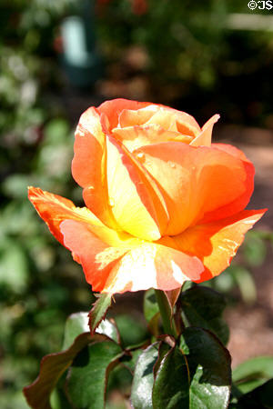 Orange rose bud in Leu Gardens. Orlando, FL.