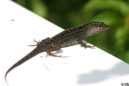 Lizard in Leu Gardens. Orlando, FL.