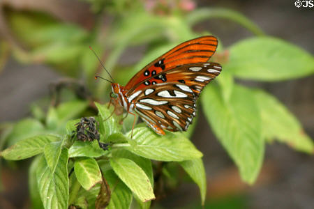 Butterfly in Leu Gardens. Orlando, FL.