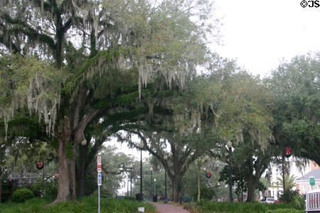Spanish moss covered oak trees along Park Street. Tallahassee, FL.