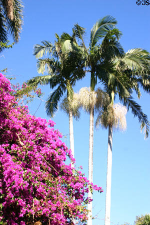 Palms & flowers on Edison Winter Estate. Fort Myers, FL.