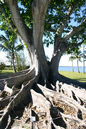 Mysore Fig roots, one of many trees imported in Edison's quest for a rubber substitute. Fort Myers, FL.