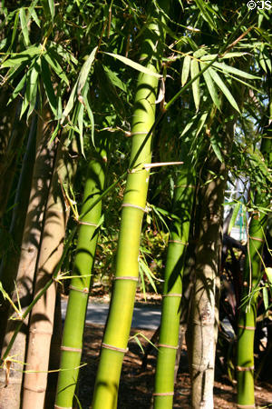 Bamboo growing on the Edison Estate, the reason Edison bought the property, since he was experimenting with bamboo as a source of filaments for electric light bulbs. Fort Myers, FL.