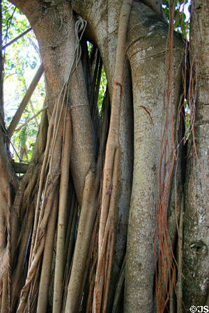 Rubber tree (<i>Ficus elastica</i>), one of many trees imported in Edison's quest for an American rubber substitute. Fort Myers, FL.