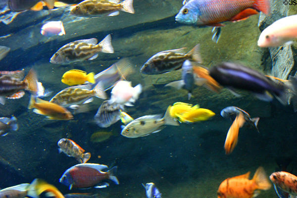 African Cichlids collection at Georgia Aquarium. Atlanta, GA.
