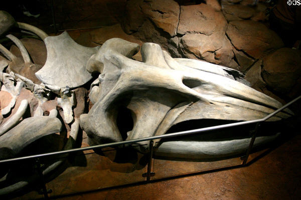 Whale skeleton at Georgia Aquarium. Atlanta, GA.