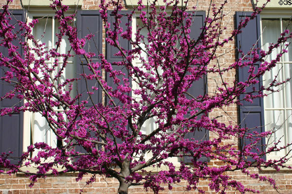 Flowering fruit tree. Savannah, GA.