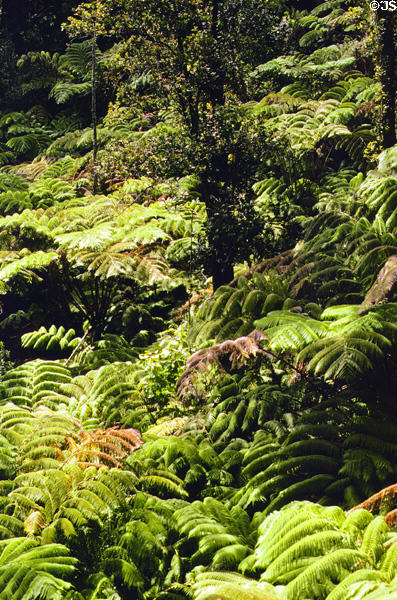 Tree fern forest in Volcanoes National Park. Big Island of Hawaii, HI.