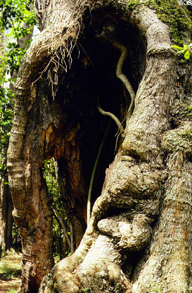 Giant Koa tree along bird park trail in Volcanoes National Park. Big Island of Hawaii, HI.