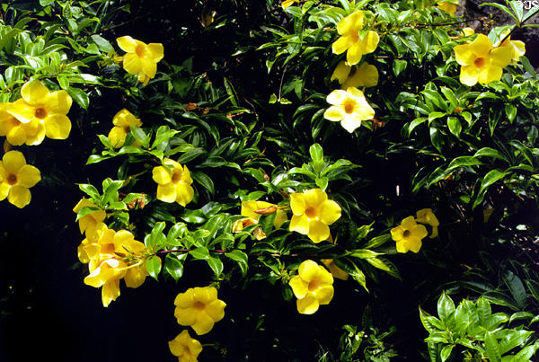 Yellow flowering bush. Big Island of Hawaii, HI.