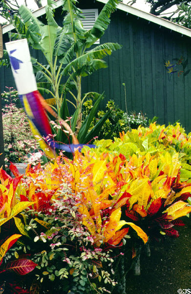 Flower display in Koloa. Kauai, HI.