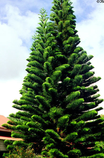 Imported Cook pine (<i>Araucaria columnaris</i>) at Kilohana. Kauai, HI.