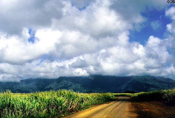 Landscape of sugar cane fields. Kauai, HI.