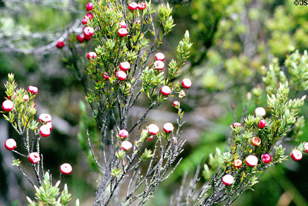 Flowers along hiking trail in pine forest in Haleakala National Park. Maui, HI.