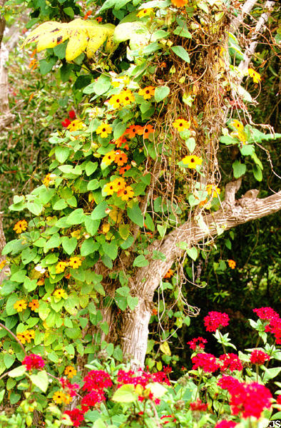 Flowering plants at Kula Botanical Gardens. Maui, HI.