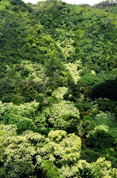 Maui rainforest along Hana Road. Maui, HI.