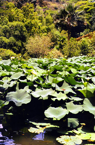 Lotus plants at Waimea Valley Adventure Park. Oahu, HI.