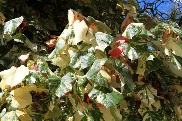 Tri-Color Hau (<i>Hibiscus tiliaceus</i>) variegated Mahoe tree. Waikiki, HI.