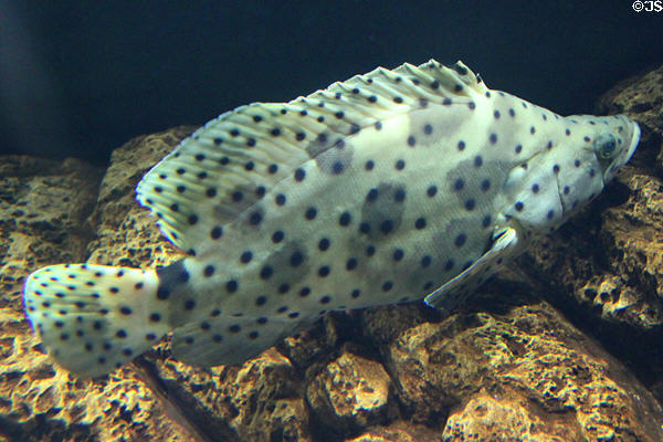 Panther grouper (<i>Chromileptis altiveles</i>) fish at Waikiki Aquarium. Waikiki, HI.