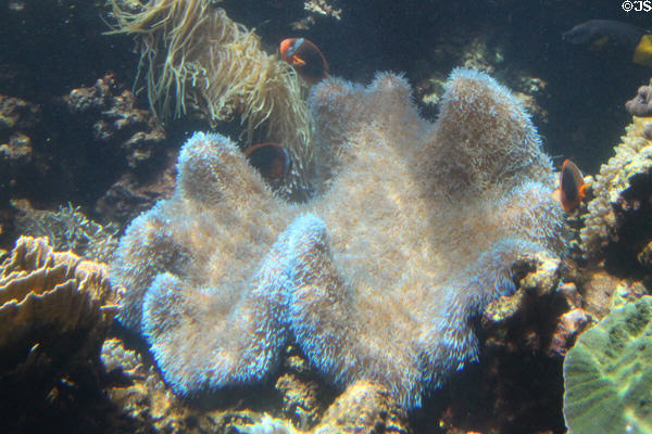 Coral at Waikiki Aquarium. Waikiki, HI.