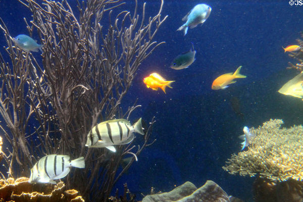Reef fish including convict tang (<i>Acanthurus triostegus</i>) at Waikiki Aquarium. Waikiki, HI.