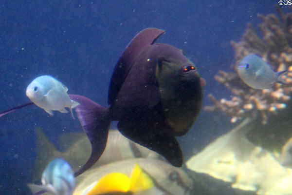 Black Durgon at Waikiki Aquarium. Waikiki, HI.