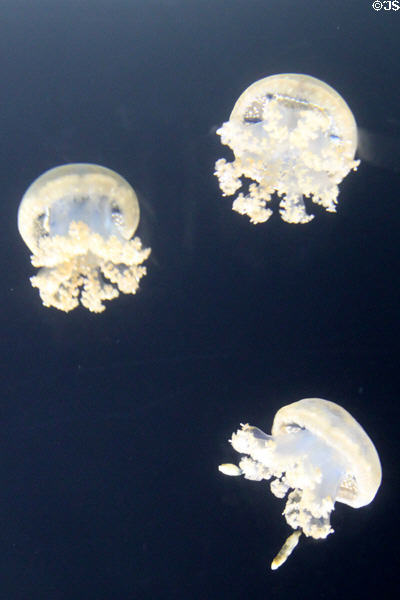 White spotted jellyfish (<i>Phyllorhiza punctata</i>) at Waikiki Aquarium. Waikiki, HI.
