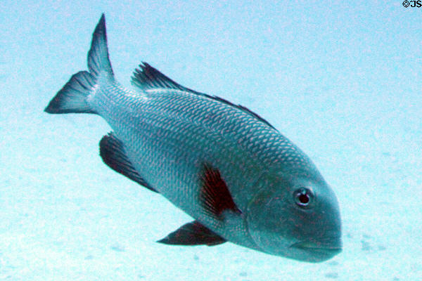 Large fish seen from Atlantis submarine tours. Waikiki, HI.