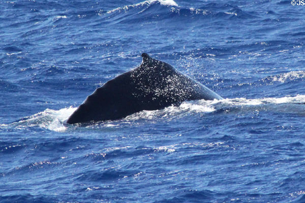 Arched back of Humpback Whale at Hawaiian Islands Humpback Whale NMS. Waikiki, HI.