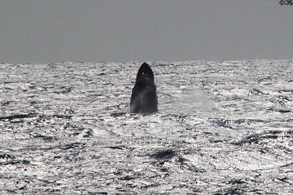 Humpback Whale breeches at Hawaiian Islands Humpback Whale NMS. Waikiki, HI.