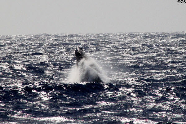 Humpback Whale breeches & chin slaps at Hawaiian Islands Humpback Whale NMS. Waikiki, HI.