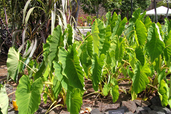 Taro or Kalo (<i>Colocasia esculenta</i>) in native garden at Bishop Museum. Honolulu, HI.