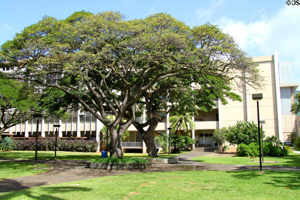 Snyder Hall (c1960) at University of Hawai'i beyond Monkeypod tree. Honolulu, HI.