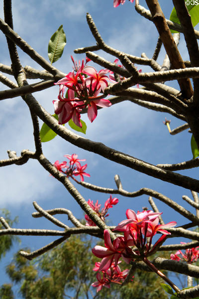Red Plumeria (aka frangipani) (<i>Plumeria rubra</i>) flowers on University of Hawai'i campus. Honolulu, HI.