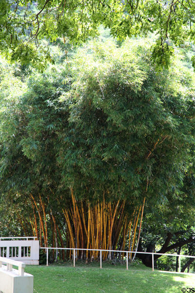 Bamboo at University of Hawai'i. Honolulu, HI.