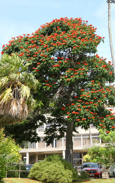 African Tulip Tree (<i>Spathodea campanulata</i>) at University of Hawai'i. Honolulu, HI.