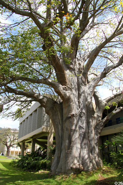 Baobab tree (<i>Adansonia digitata</i>) & Art Building at University of Hawai'i. Honolulu, HI.