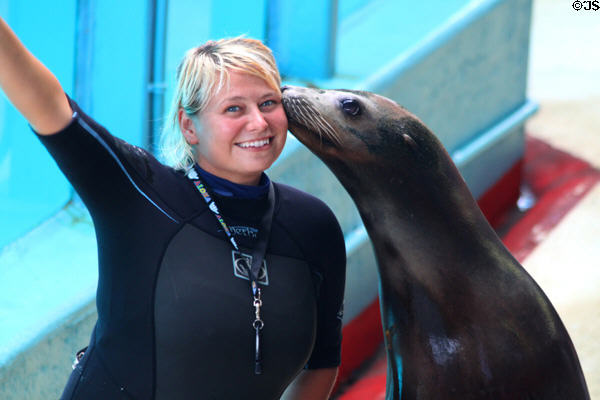 Sea lion with trainer in Hawaii Ocean Theatre at Sea Life Park. HI.