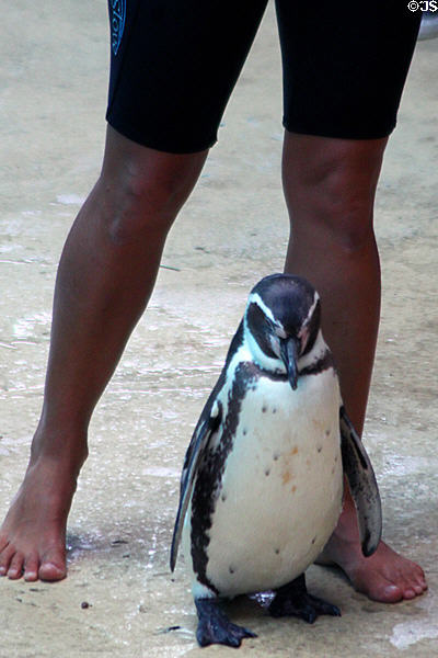 Humboldt Penguin (<i>Spheniscus humboldti</i>) at Sea Life Park. HI.