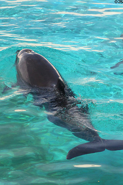 Bottlenose dolphin (<i>Tursiops truncatus</i>) / false killer whale (<i>Pseudorca crassidens</i>) cross wholphin cross at Sea Life Park. HI.