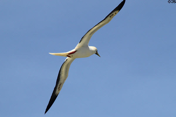 Red-footed Booby (<i>Sula sula</i>) underside in flight at Sea Life Park. HI.