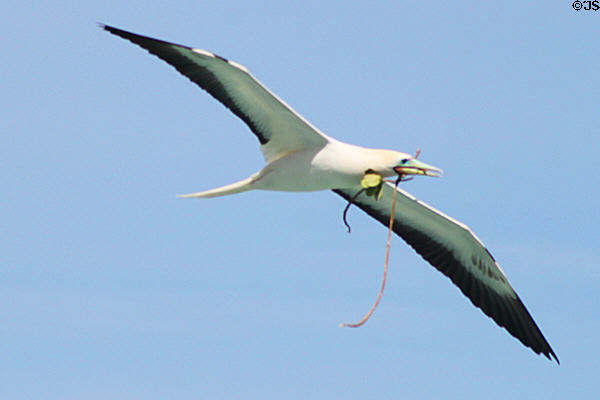 Red-footed Booby (<i>Sula sula</i>) carries nesting material at Sea Life Park. HI.