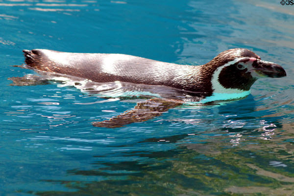 Humboldt Penguin (<i>Spheniscus humboldti</i>) at Sea Life Park. HI.