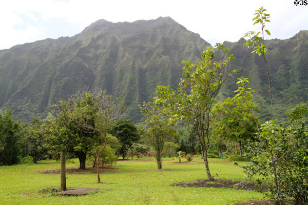 Hawaiian tree collection at Hoomaluhia Gardens. HI.