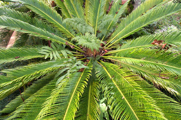 Sago Palm in gardens of Dole Plantation. HI.