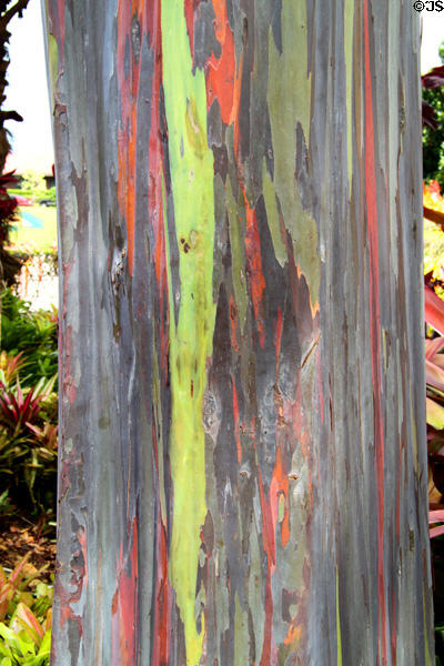 Mindanao gum tree (<i>Eucalyptus deglupta</i>) in gardens of Dole Plantation. HI.