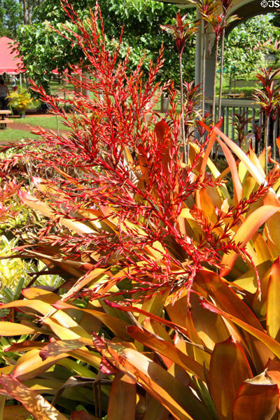 Heliconia collection in gardens of Dole Plantation. HI.